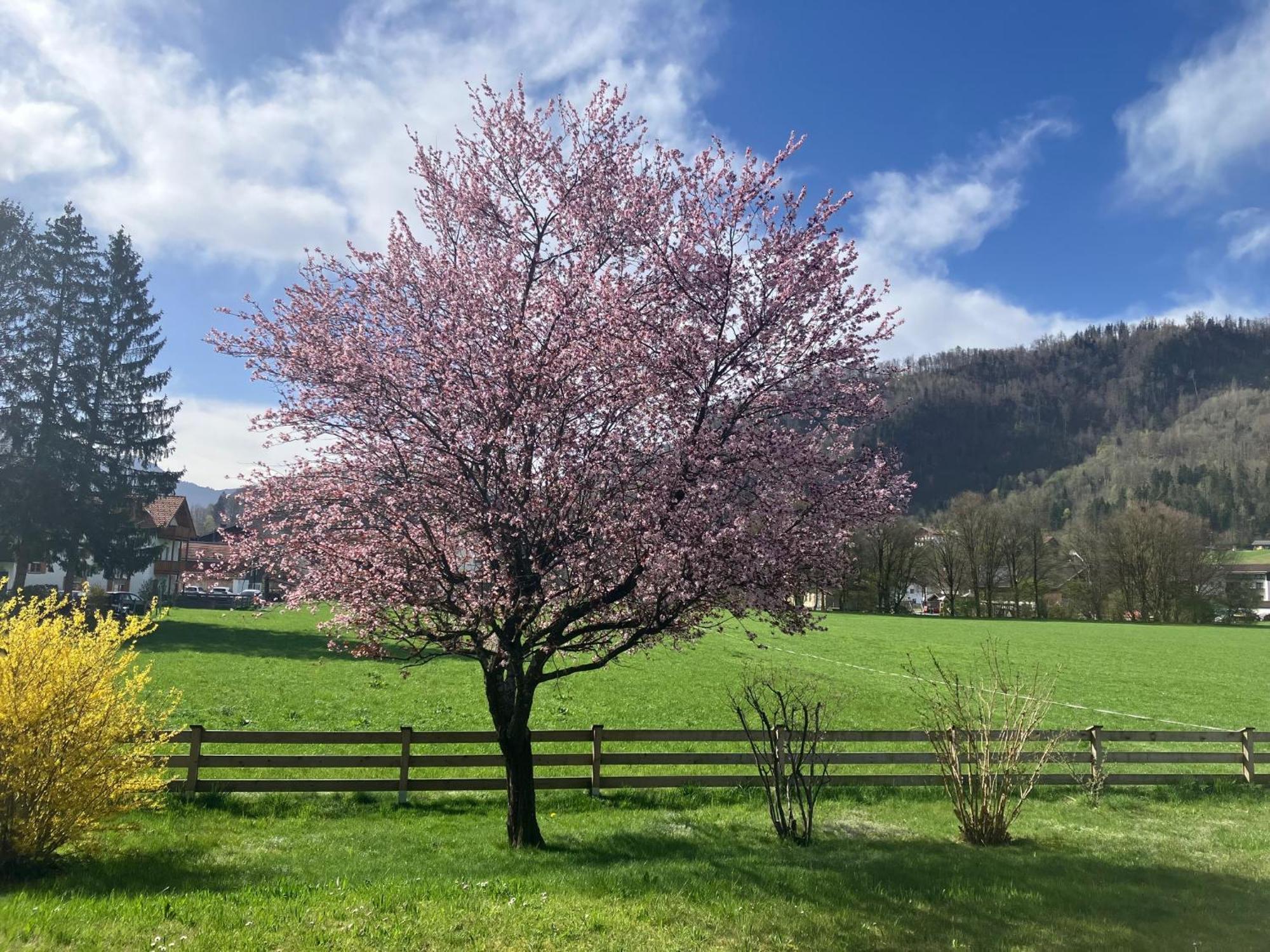 Open Garden Mountain Lodge Oberaudorf Exterior photo
